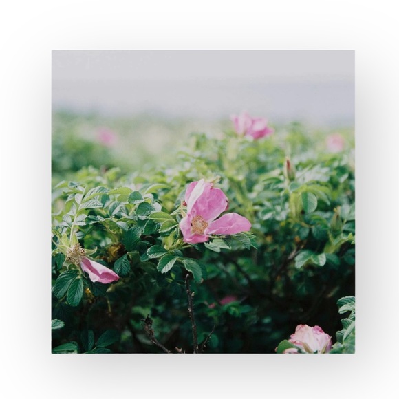 free w/$50 order new Tata Harper 𖦹 Repairative Moisturizer 𖦹 Luxe Travel Sealed - Picture 12 of 16